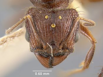 Media type: image; Entomology 20662